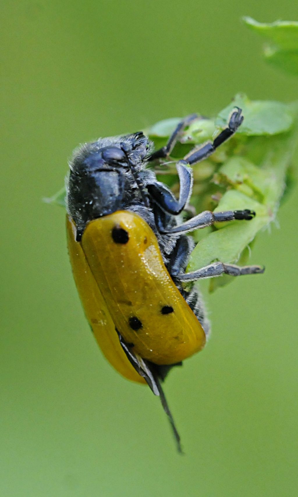 Lachnaia italica?